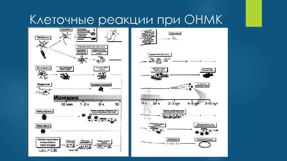 Клеточные реакции при ОНМК 