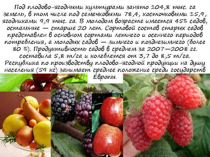 Под плодово-ягодными культурами занято 104, 8 тыс. га земель, в том числе под семечковыми