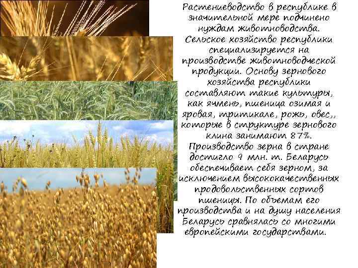 Растениеводство в республике в значительной мере подчинено нуждам животноводства. Сельское хозяйство республики специализируется на