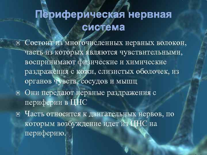 Периферическая нервная система Состоит из многочисленных нервных волокон, часть из которых являются чувствительными, воспринимают