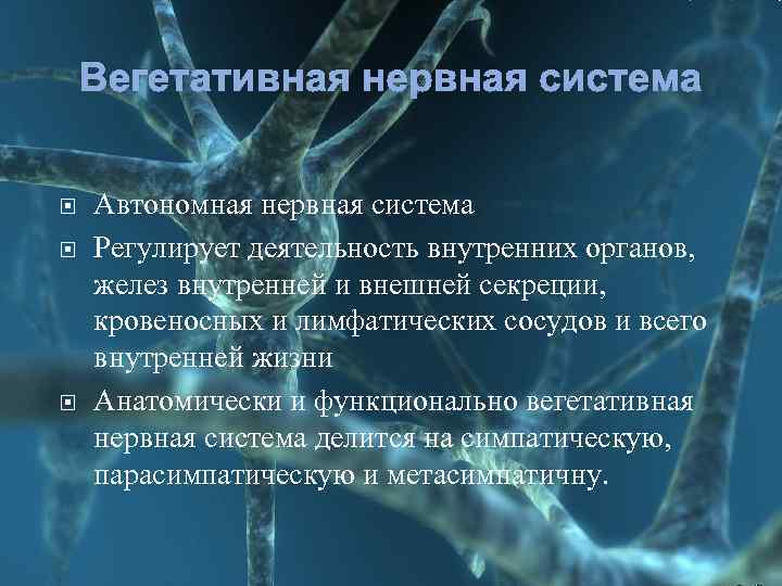 Вегетативная нервная система Автономная нервная система Регулирует деятельность внутренних органов, желез внутренней и внешней