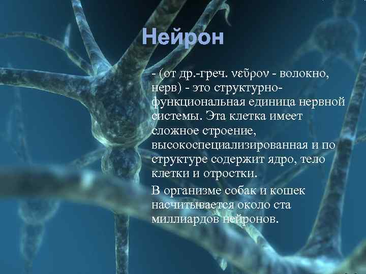 Нейрон - (от др. -греч. νεῦρον - волокно, нерв) - это структурнофункциональная единица нервной