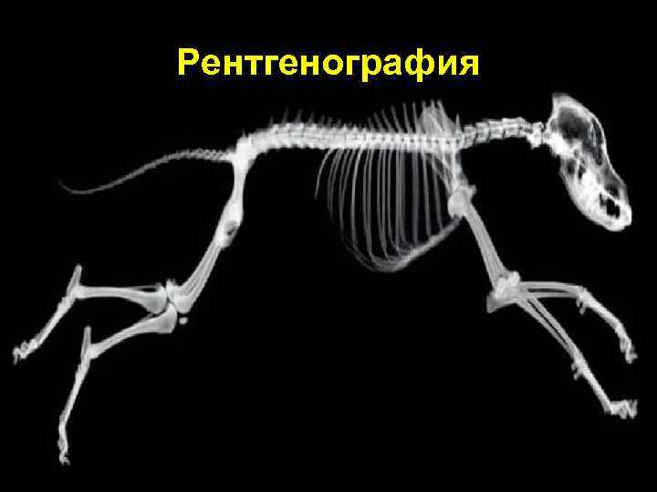 Рентгенография 