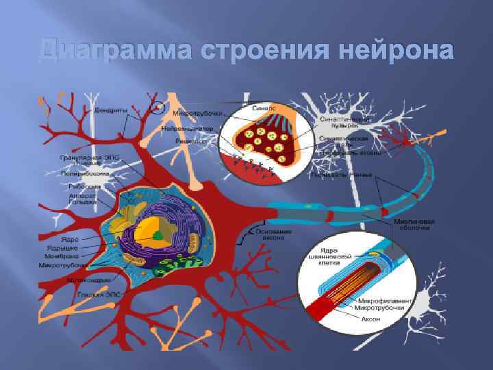 Диаграмма строения нейрона 