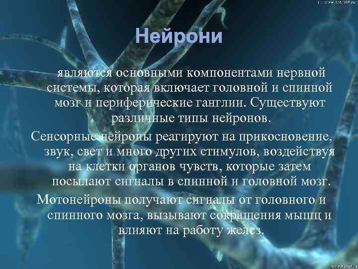 Нейрони являются основными компонентами нервной системы, которая включает головной и спинной мозг и периферические