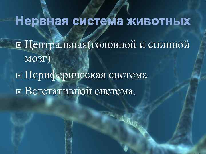 Нервная система животных Центральная(головной и спинной мозг) Периферическая система Вегетативной система. 