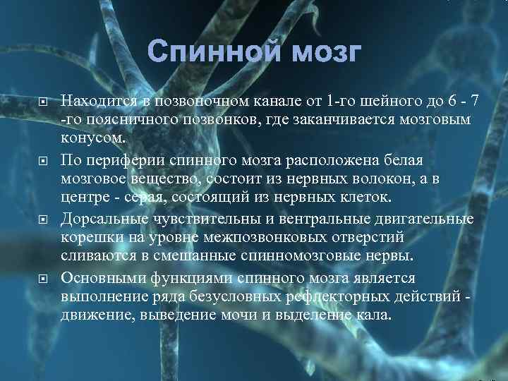 Спинной мозг Находится в позвоночном канале от 1 -го шейного до 6 - 7