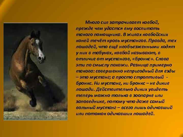Много сил затрачивает ковбой, прежде чем удастся ему воспитать такого помощника. В жилах ковбойских