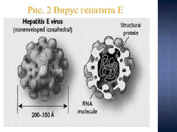Рис. 2 Вирус гепатита E 