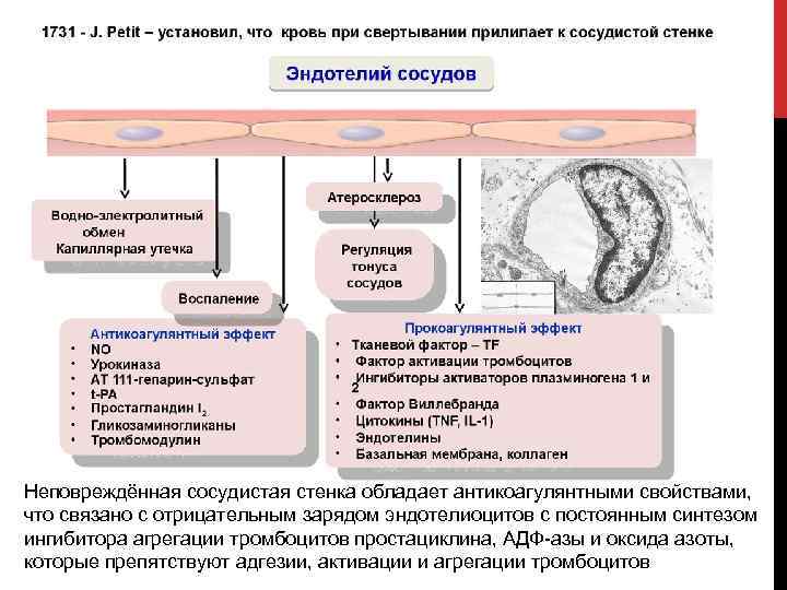 Адгезию тромбоцитов к сосудистой стенке обеспечивает