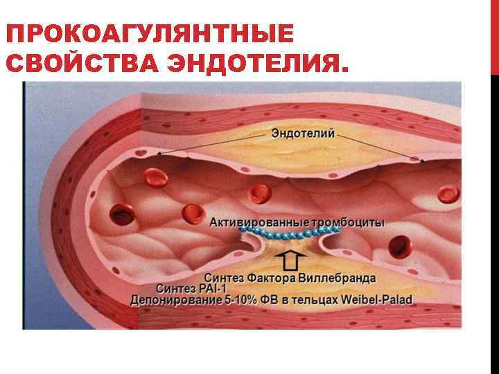 ПРОКОАГУЛЯНТНЫЕ СВОЙСТВА ЭНДОТЕЛИЯ. 