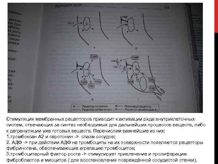 Стимуляция мембранных рецепторов приводит к активации ряда внутриклеточных систем, отвечающих за синтез необходимых для