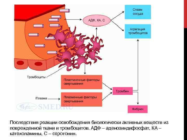 Последствия реакции освобождения биологически активных веществ из поврежденной ткани и тромбоцитов. АДФ – аденозиндифосфат,