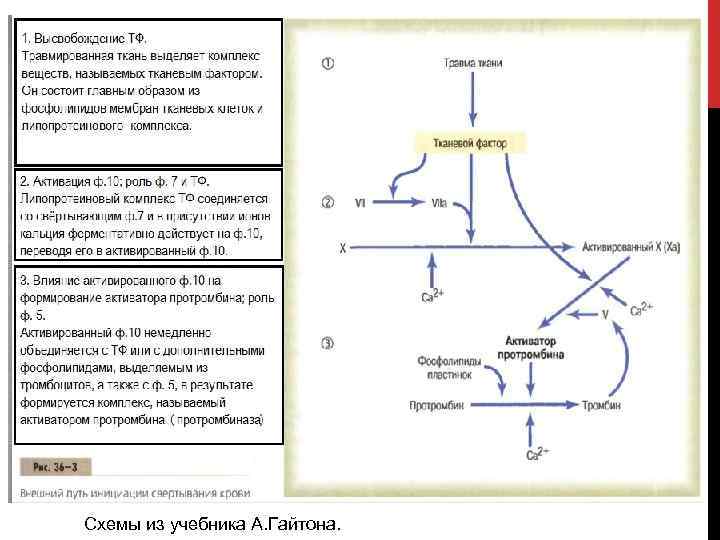 Схемы из учебника А. Гайтона. 