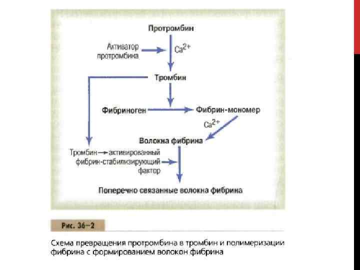 Протромбин это. Образование тромбина из протромбина схема. Превращение протромбина в тромбин. Протромбин тромбин схема. Механизмы трансформации протромбина в тромбин.