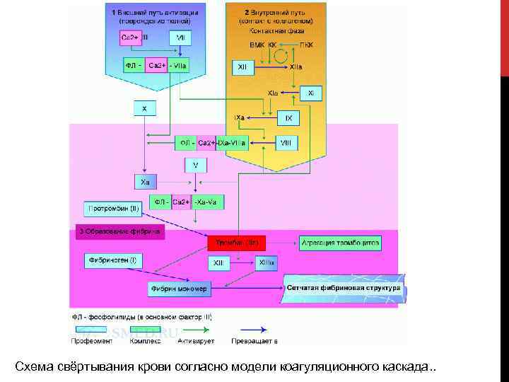 Схема свёртывания крови согласно модели коагуляционного каскада. . 