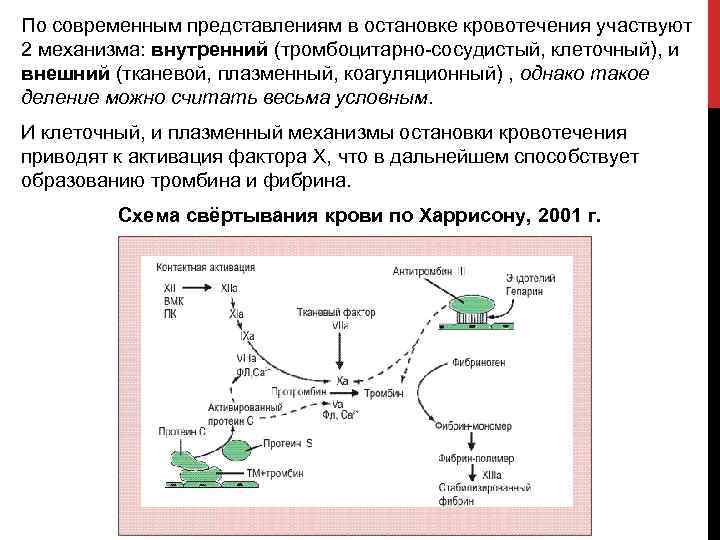 По современным представлениям в остановке кровотечения участвуют 2 механизма: внутренний (тромбоцитарно сосудистый, клеточный), и