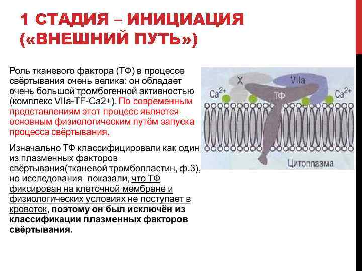 1 СТАДИЯ – ИНИЦИАЦИЯ ( «ВНЕШНИЙ ПУТЬ» ) 