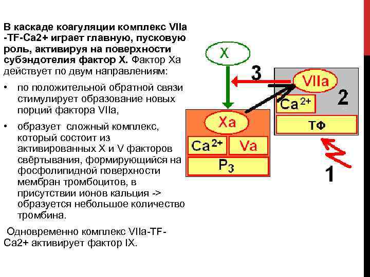 В каскаде коагуляции комплекс VIIа -TF-Ca 2+ играет главную, пусковую роль, активируя на поверхности