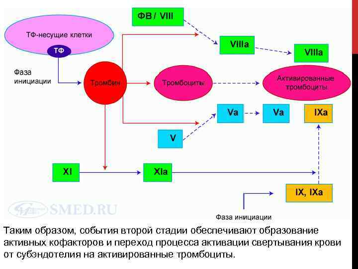Таким образом, события второй стадии обеспечивают образование активных кофакторов и переход процесса активации свертывания