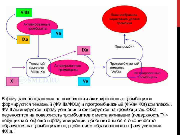 В фазу распространения на поверхности активированных тромбоцитов формируются теназный (ФVIIIa/ФIXa) и протромбиназный (ФVa/ФXa) комплексы.
