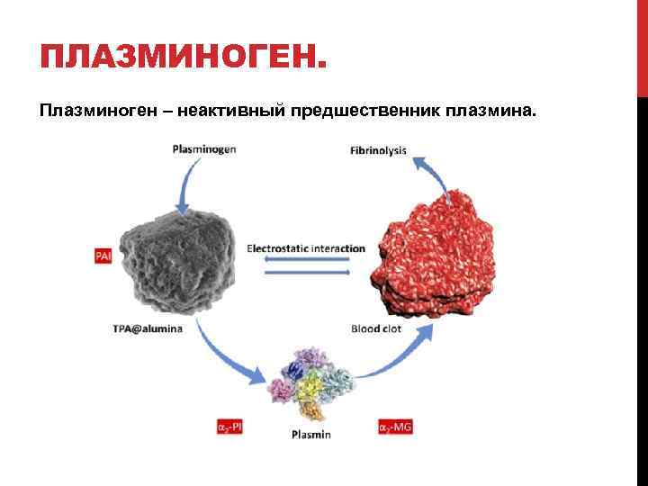 ПЛАЗМИНОГЕН. Плазминоген – неактивный предшественник плазмина. 