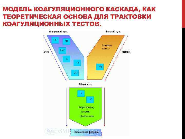МОДЕЛЬ КОАГУЛЯЦИОННОГО КАСКАДА, КАК ТЕОРЕТИЧЕСКАЯ ОСНОВА ДЛЯ ТРАКТОВКИ КОАГУЛЯЦИОННЫХ ТЕСТОВ. 
