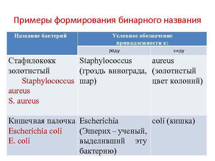 Примеры формирования бинарного названия Название бактерий Условное обозначение принадлежности к: роду виду Стафилококк Staphylococcus