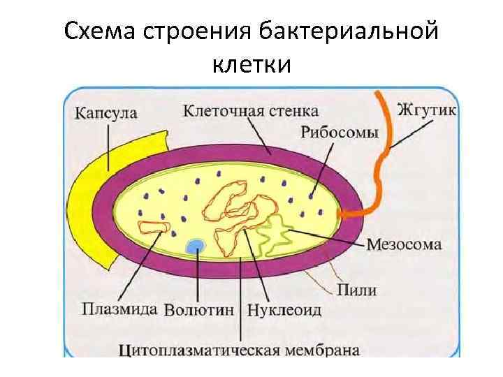 Схема строения бактериальной клетки 