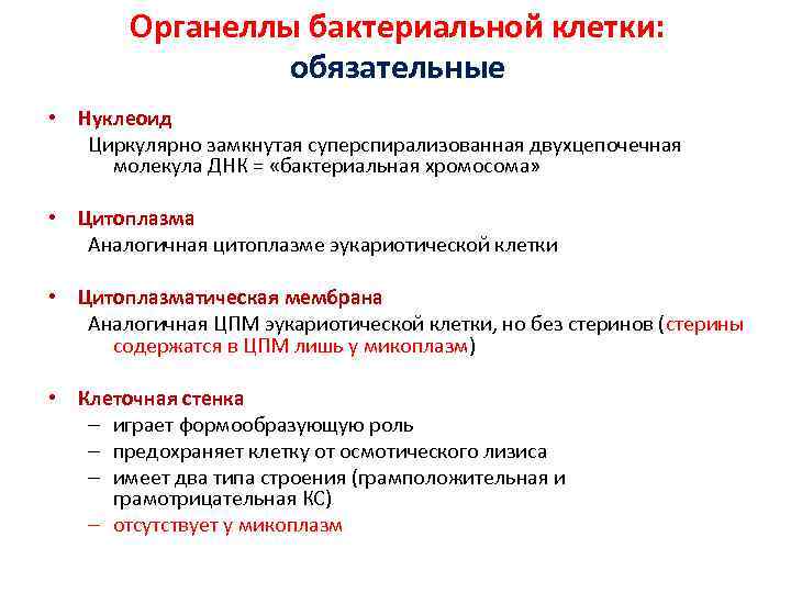 Органеллы бактериальной клетки: обязательные • Нуклеоид Циркулярно замкнутая суперспирализованная двухцепочечная молекула ДНК = «бактериальная