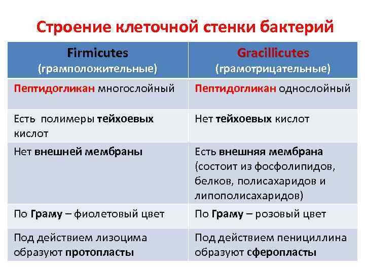 Строение клеточной стенки бактерий Firmicutes (грамположительные) Gracillicutes (грамотрицательные) Пептидогликан многослойный Пептидогликан однослойный Есть полимеры