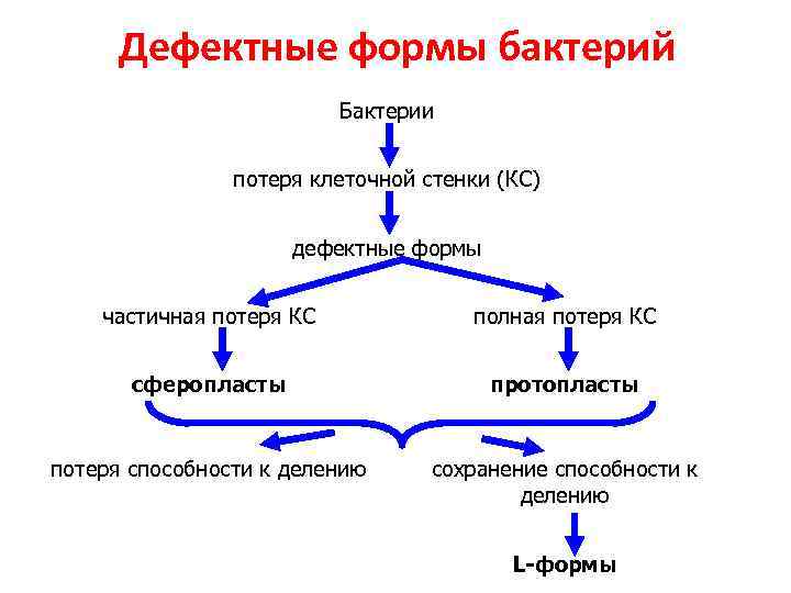 Дефектные формы бактерий Бактерии потеря клеточной стенки (КС) дефектные формы частичная потеря КС полная