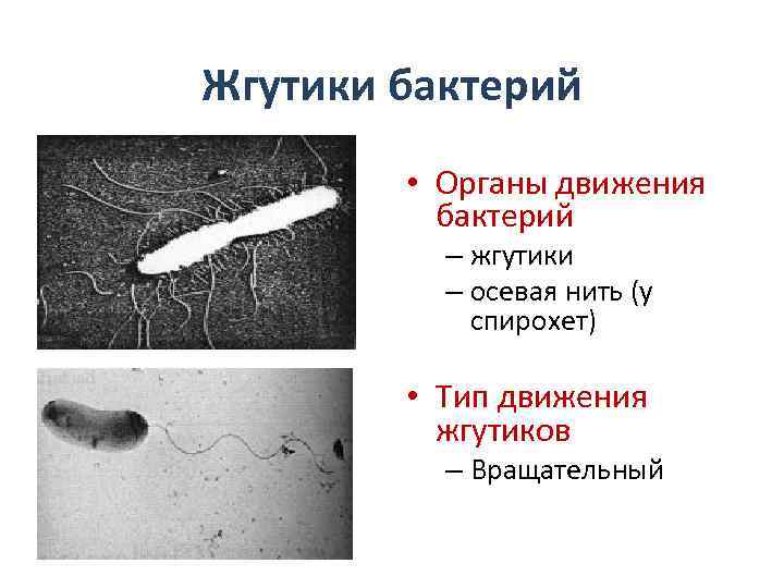 Жгутики бактерий • Органы движения бактерий – жгутики – осевая нить (у спирохет) •