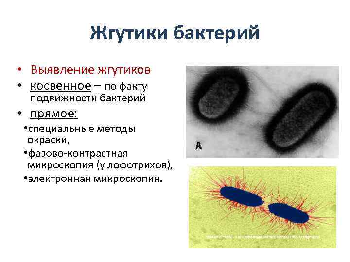 Жгутики бактерий • Выявление жгутиков • косвенное – по факту подвижности бактерий • прямое: