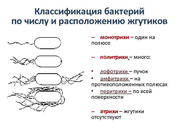 Классификация бактерий по числу и расположению жгутиков – монотрихи – один на полюсе –