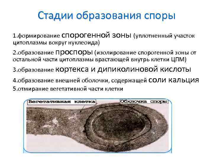 Стадии образования споры 1. формирование спорогенной зоны (уплотненный участок цитоплазмы вокруг нуклеоида) 2. образование