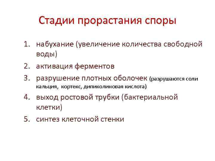 Стадии прорастания споры 1. набухание (увеличение количества свободной набухание воды) 2. активация ферментов 3.