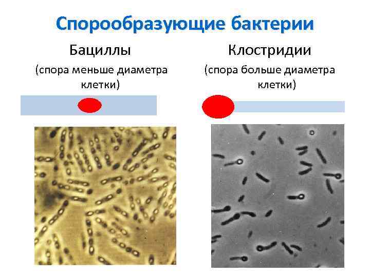 Спорообразующие бактерии Бациллы Клостридии (спора меньше диаметра клетки) (спора больше диаметра клетки) 