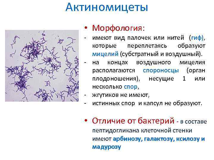 Актиномицеты • Морфология: - имеют вид палочек или нитей (гиф), гиф) которые переплетаясь образуют