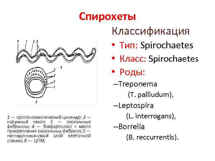 Спирохеты Классификация • Тип: Spirochaetes • Класс: Spirochaetes • Роды: –Treponema (T. palliudum), –Leptospira