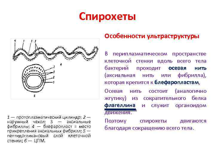 Спирохеты Особенности ультраструктуры 1 — протоплазматический цилиндр; 2 — наружный чехол; 3 — аксиальные