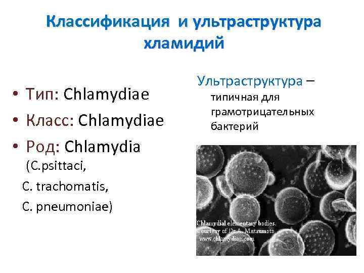 Классификация и ультраструктура хламидий • Тип: Chlamydiaе • Класс: Chlamydiae • Род: Chlamydia (С.