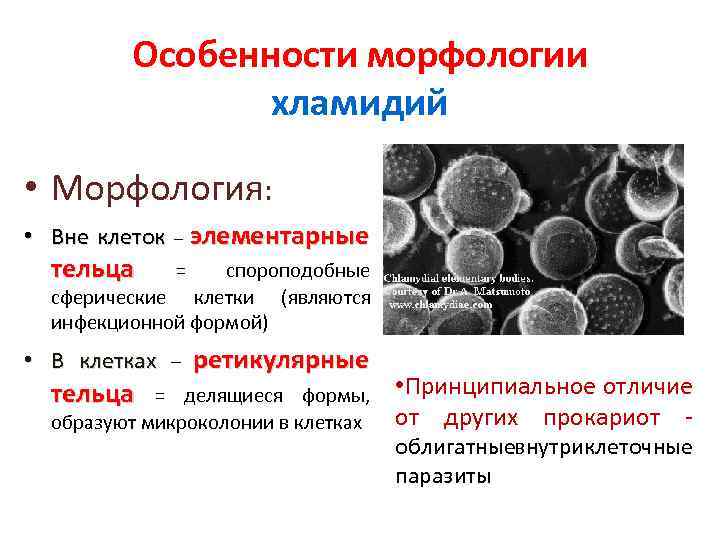 Особенности морфологии хламидий • Морфология: • Вне клеток – элементарные тельца спороподобные сферические клетки