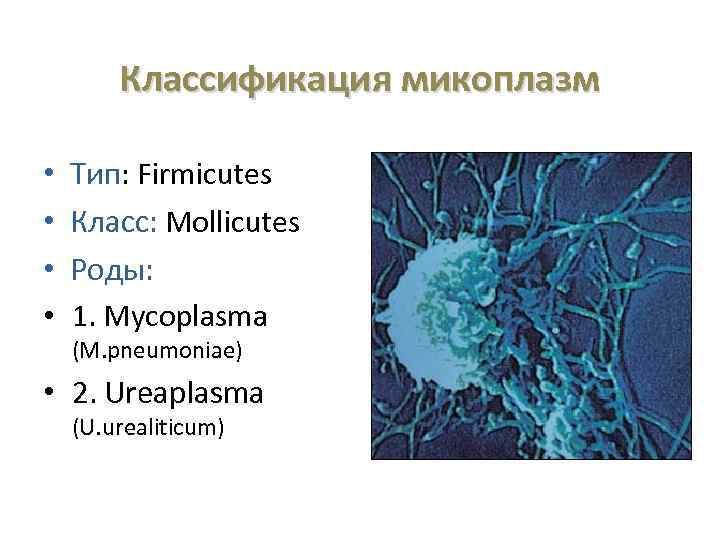 Классификация микоплазм • • Тип: Firmicutes Класс: Mollicutes Роды: 1. Mycoplasma (M. pneumoniae) •