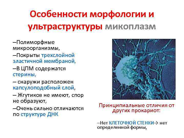 Особенности морфологии и ультраструктуры микоплазм –Полиморфные микроорганизмы, –Покрыты трехслойной эластичной мембраной, –В ЦПМ содержатся