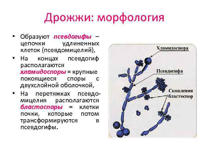 Дрожжи: морфология • Образуют псевдогифы – псевдогифы цепочки удлиненных клеток (псевдомицелий), • На концах