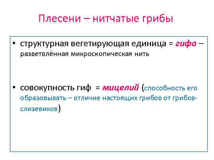 Плесени – нитчатые грибы • структурная вегетирующая единица = гифа – разветвлённая микроскопическая нить