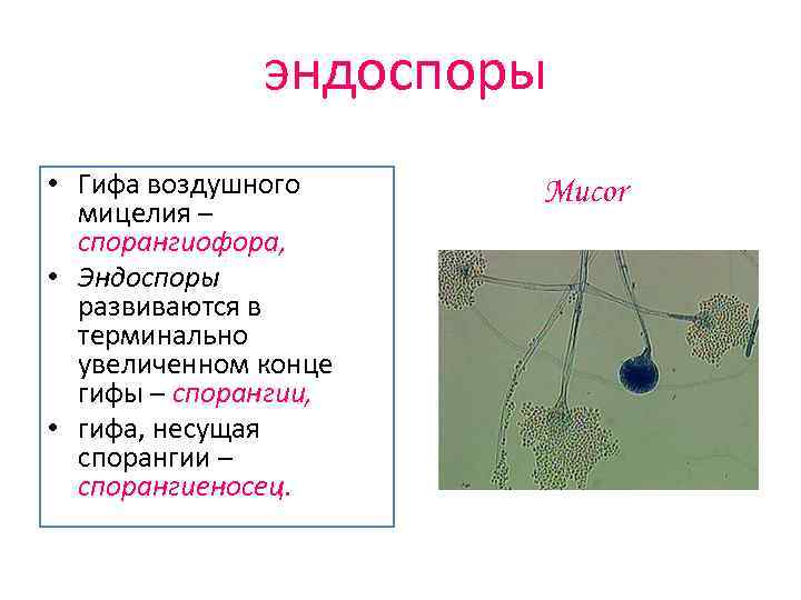  эндоспоры • Гифа воздушного мицелия – спорангиофора, • Эндоспоры развиваются в терминально увеличенном