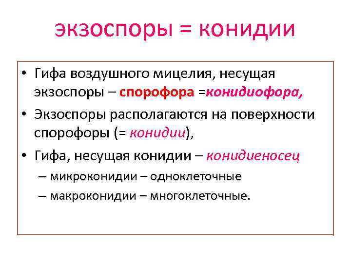 экзоспоры = конидии • Гифа воздушного мицелия, несущая экзоспоры – спорофора =конидиофора, • Экзоспоры