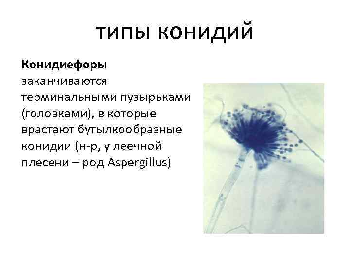 типы конидий Конидиефоры заканчиваются терминальными пузырьками (головками), в которые врастают бутылкообразные конидии (н-р, у